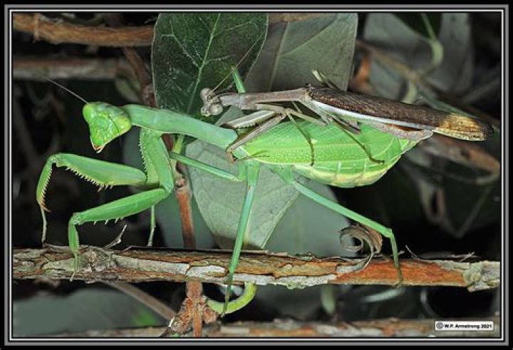 What is the difference between a brown praying mantis and a green praying mantis?