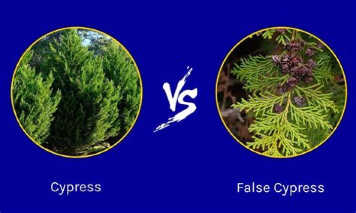 What is the difference between a cypress tree and a cedar tree?