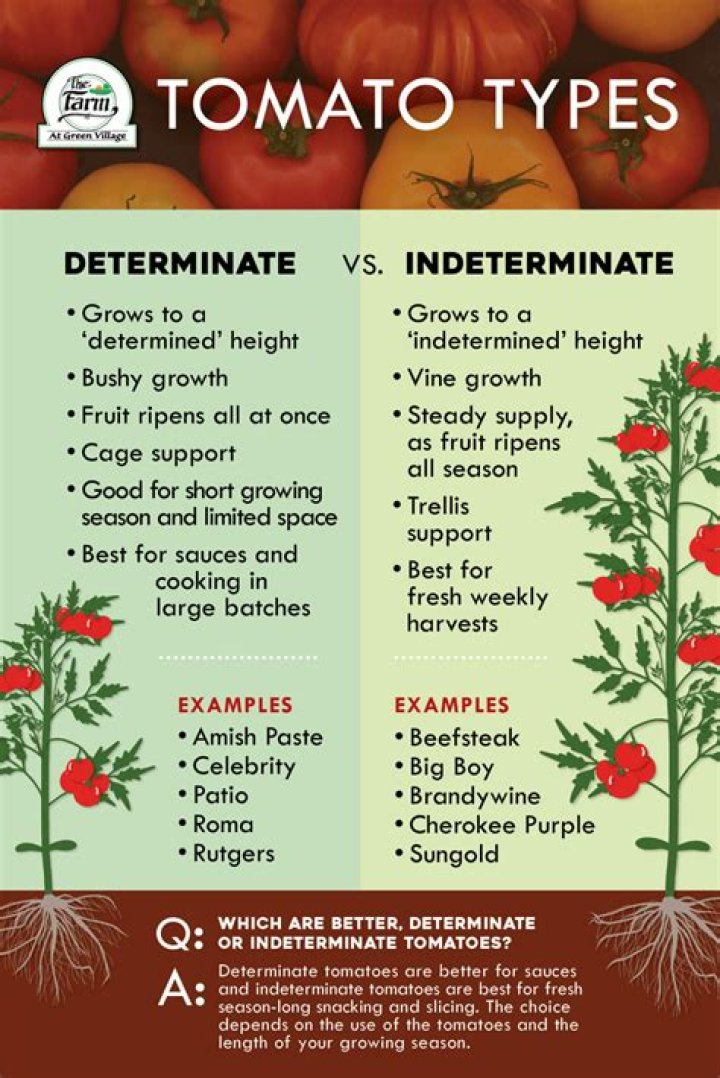 What is the difference between a determinate and indeterminate tomato?