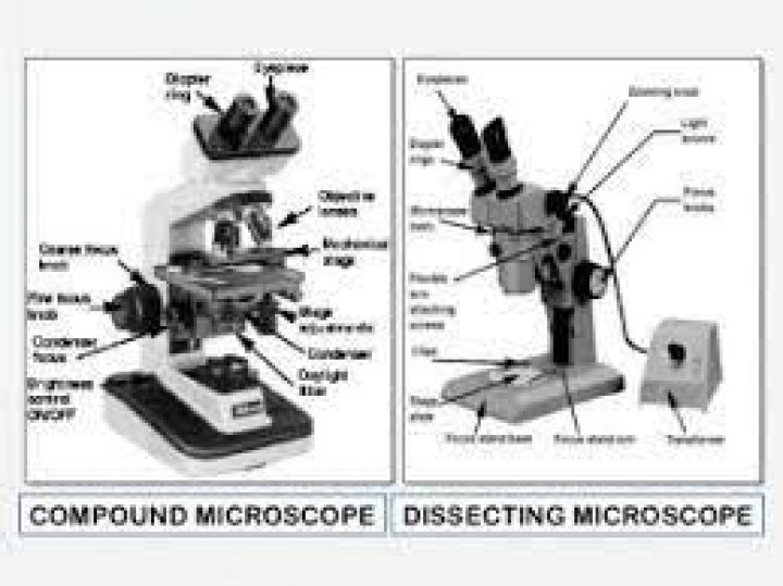 What is the difference between a dissecting scope and a microscope?