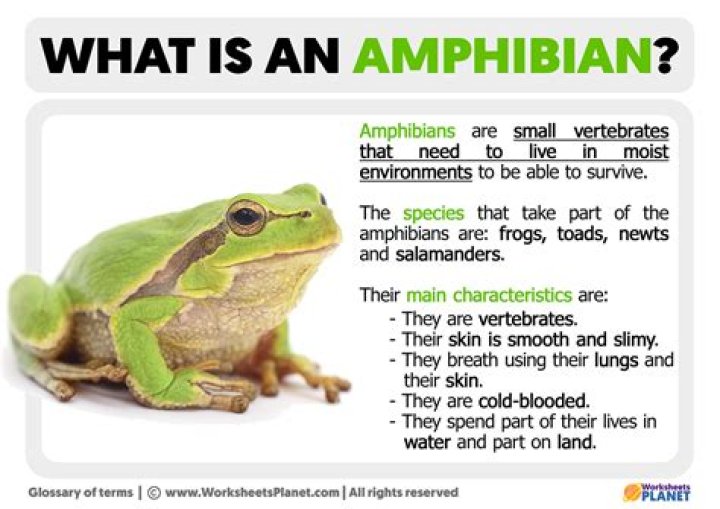 What is the difference between a fish and an amphibian?