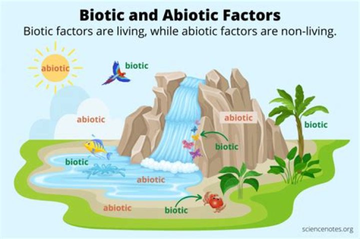 What is the difference between abiotic factors and biotic factors?
