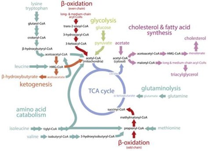 What is the difference between acyl CoA and acetyl COA?