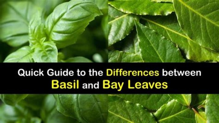What is the difference between basil and bay leaves?