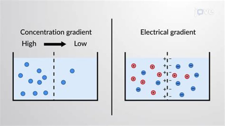 What is the difference between electrochemical gradient and concentration gradient?