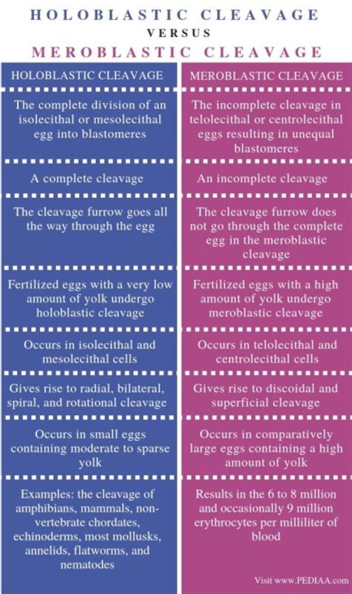 What is the difference between Holoblastic and Meroblastic cleavage?