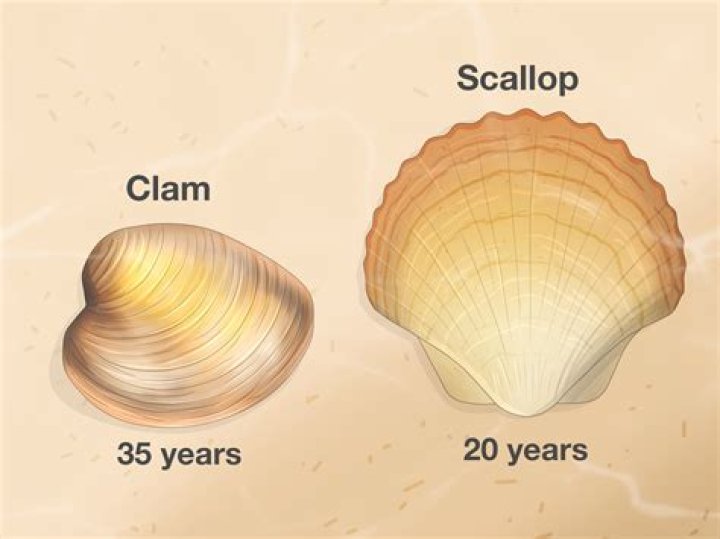 What is the difference between mahogany clams and littleneck clams?