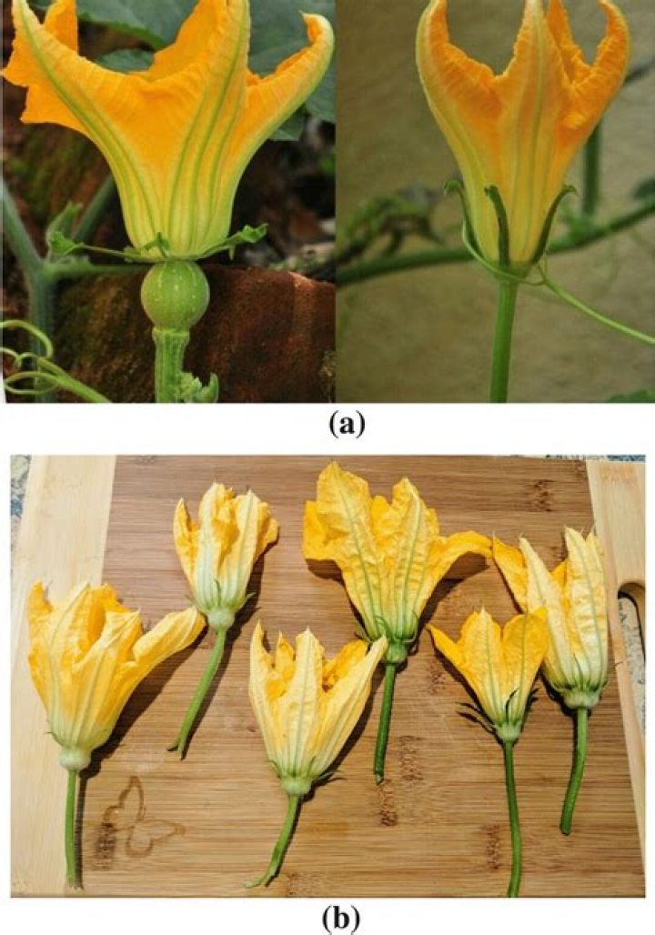 What is the difference between male and female pumpkin flowers?
