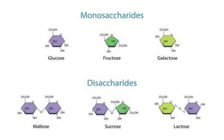 What is the difference between mono and disaccharides?
