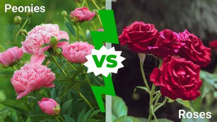 What is the difference between peonies and ranunculus?