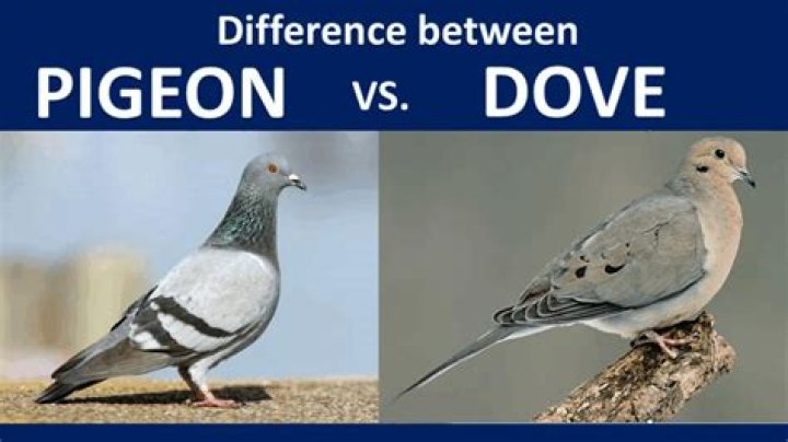 What is the difference between preen and Casoron?