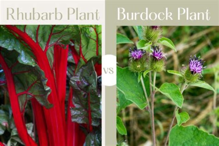 What is the difference between rhubarb and burdock?