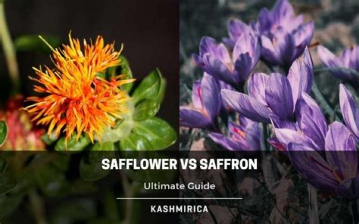 What is the difference between safflower and saffron?
