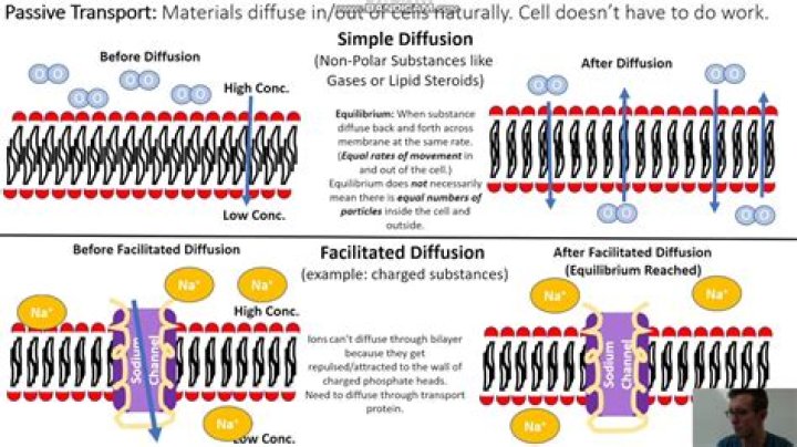 What is the difference between simple diffusion and facilitated diffusion?
