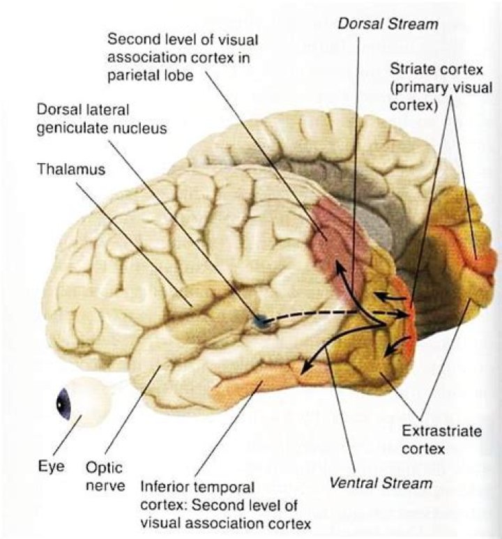 What is the difference between the dorsal and ventral visual streams?