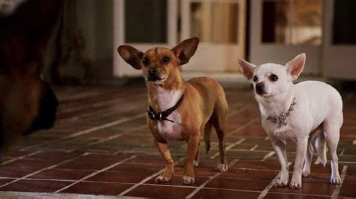 What is the dog's name from Beverly Hill Chihuahua?