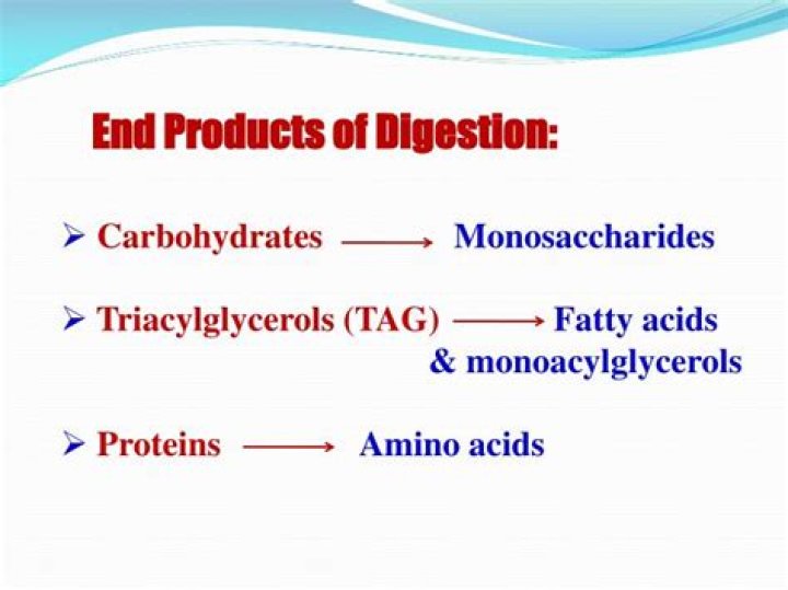 What is the end product of fat digestion?