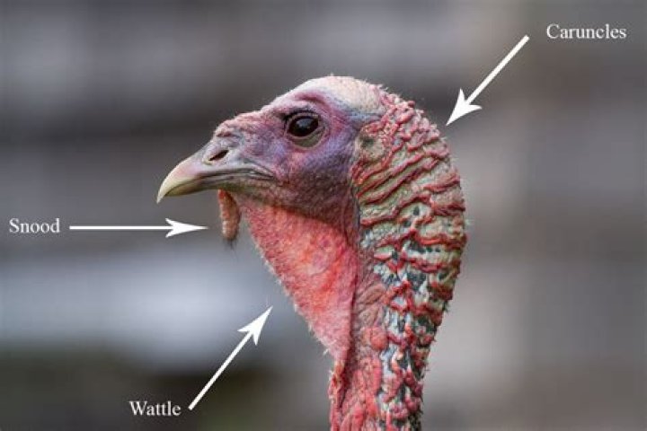 What is the extra skin on a turkey’s neck called?