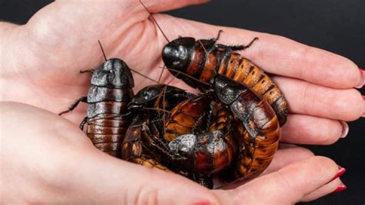 What is the fear of roaches called?