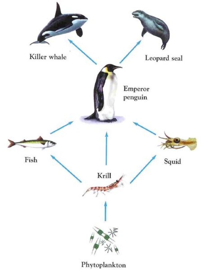 What is the food chain for penguins?