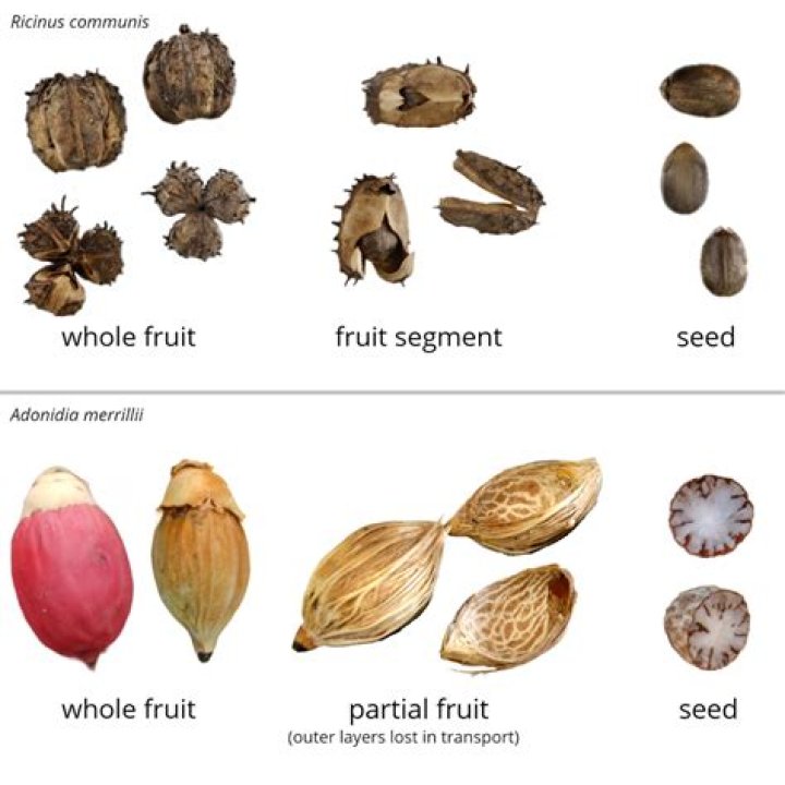 What is the fruit with the most seeds?