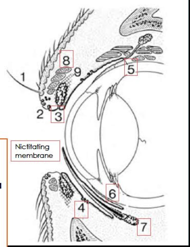 What is the function of the Nictitating membrane quizlet?