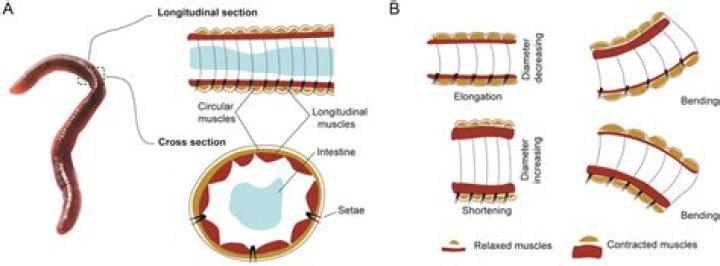 What is the function of the pharyngeal muscles in an earthworm?