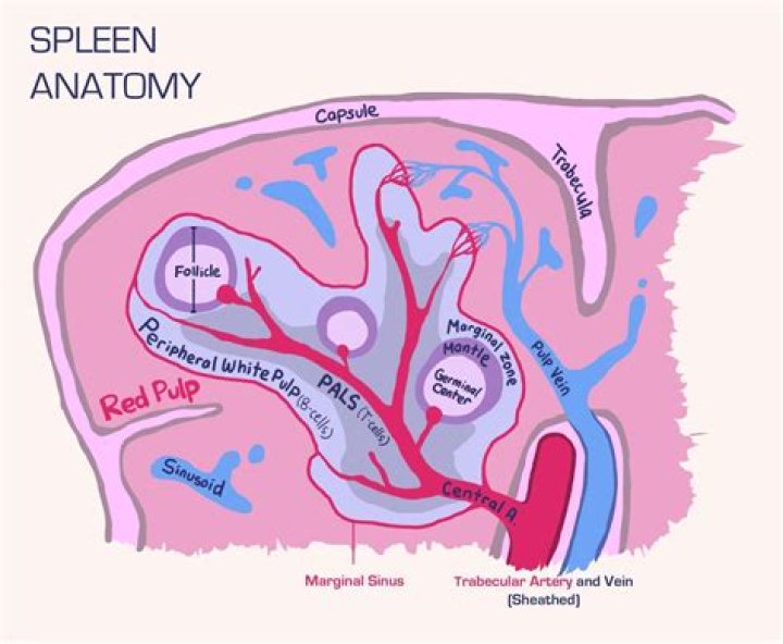 What is the function of the red pulp of the spleen?