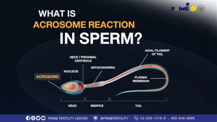 What is the function of the sperm cell’s acrosome?