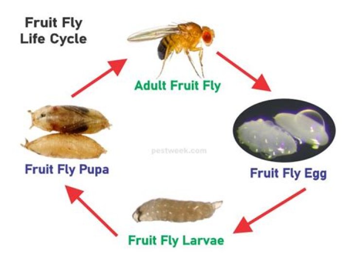 What is the genotype of a fruit fly?
