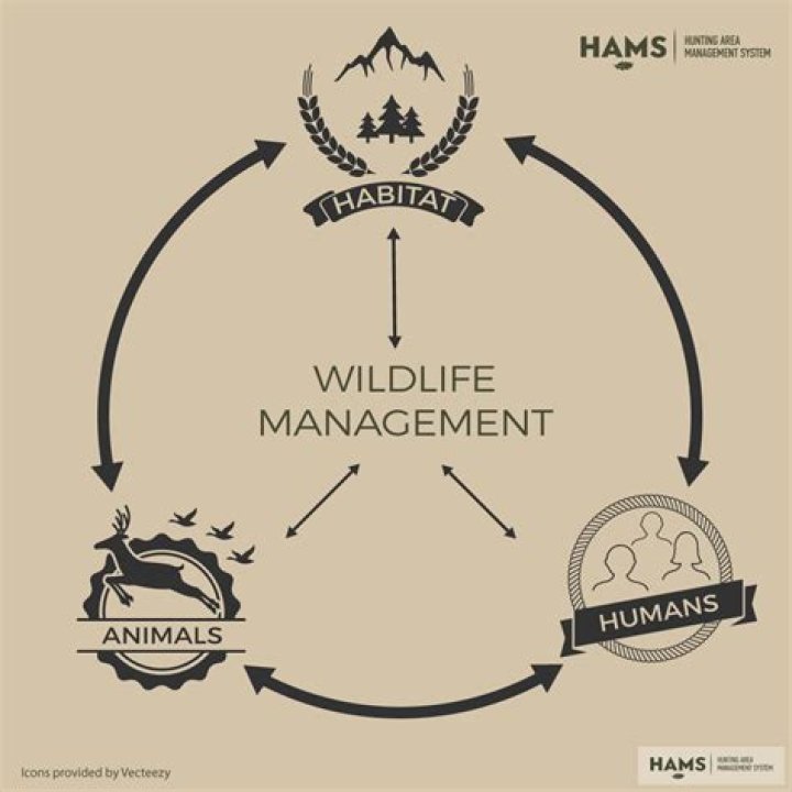 What is the goal of wildlife management?