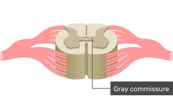 What is the gray commissure?