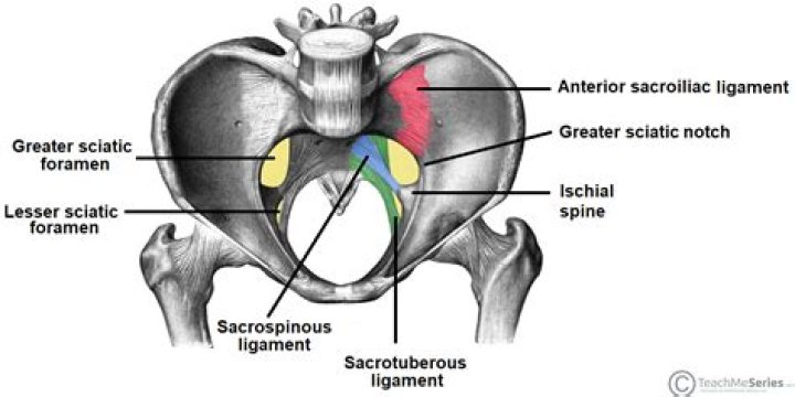 What is the greater sciatic notch?