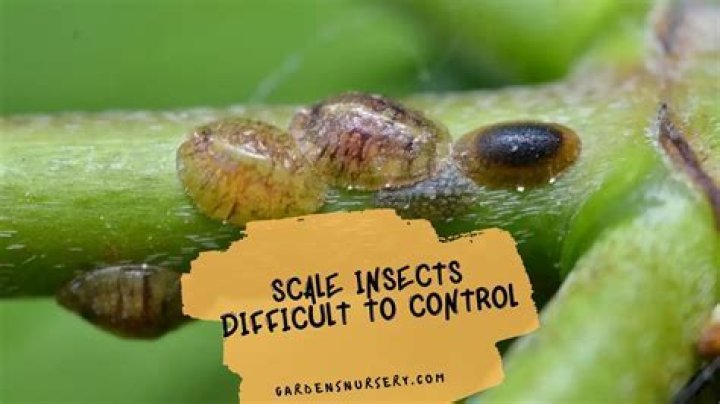 What is the hardest insect to kill?