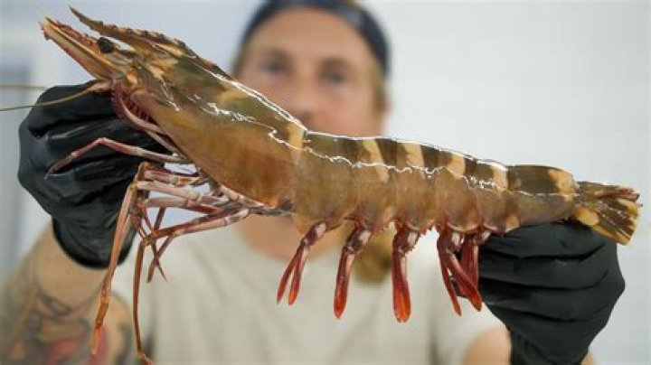 What is the largest shrimp to eat?
