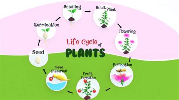 What is the life cycle of a daisy?