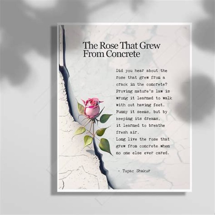 What is the message of the rose that grew from concrete?