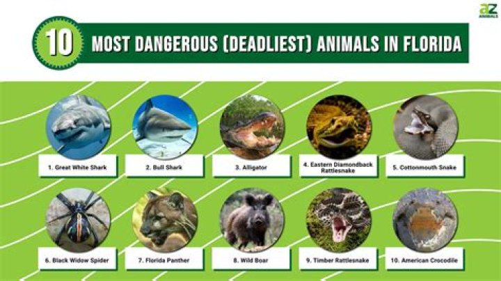 What is the most dangerous animal in Pennsylvania?