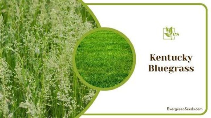 What is the most expensive grass?