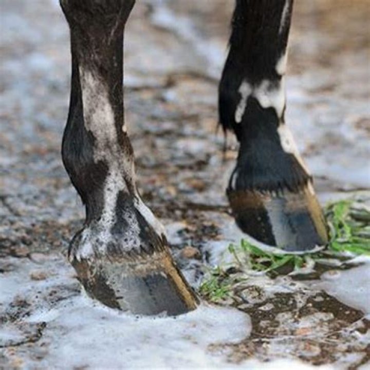 What is the name of the Lone Ranger’s nephews horse?