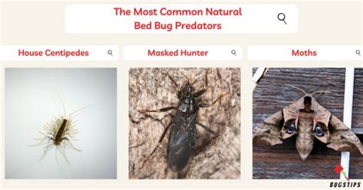 What is the natural predator of bed bugs?