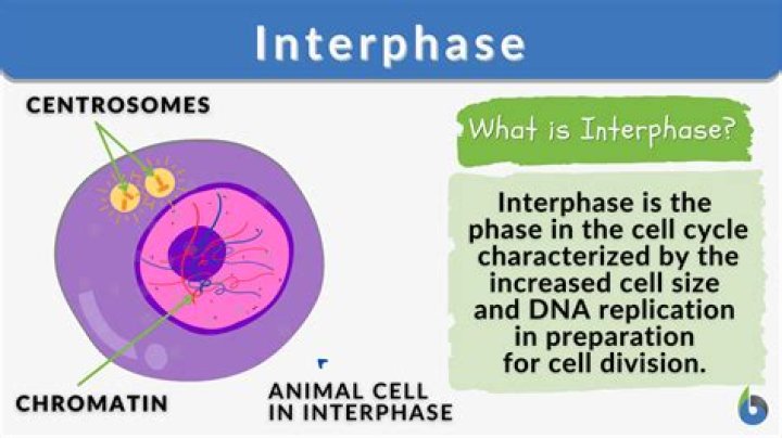 What is the number of cells in interphase?