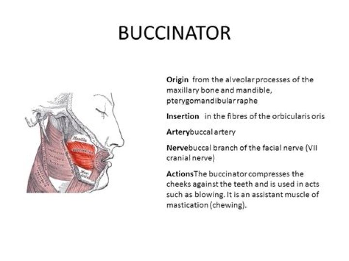 What is the origin and insertion of the Buccinator?