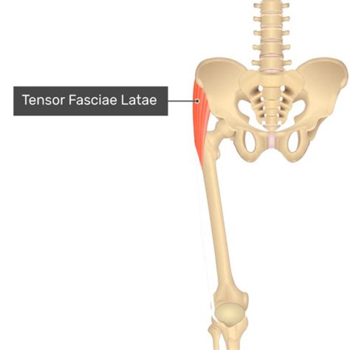 What is the origin insertion and action of the tensor fasciae latae?