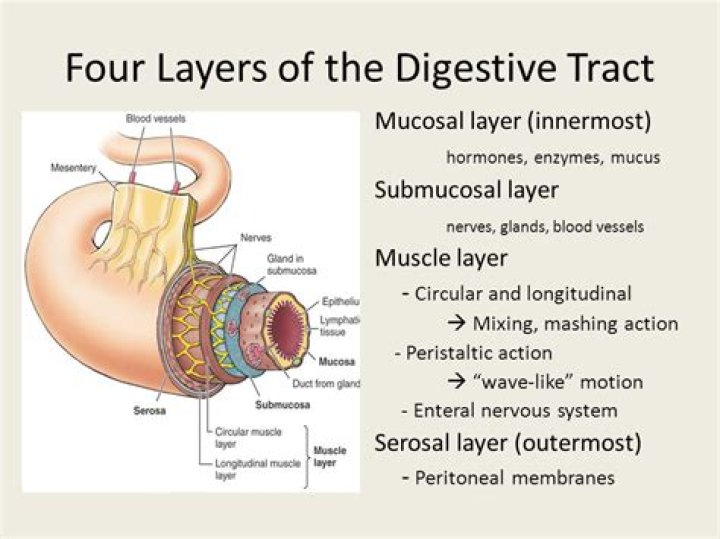 What is the outermost layer of the digestive tract?