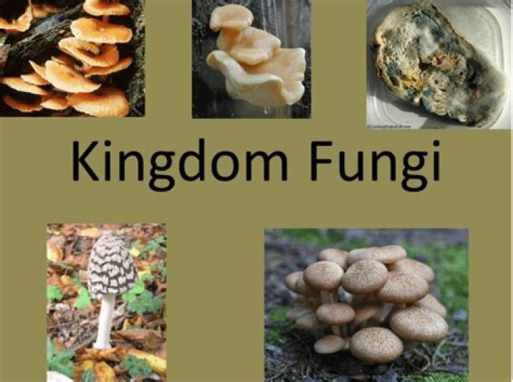 What is the outstanding characteristic of Kingdom Fungi?