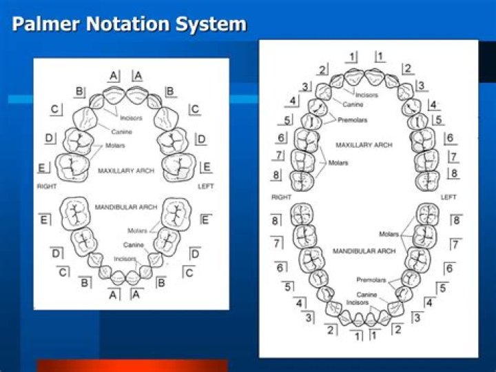 What is the Palmer notation system?