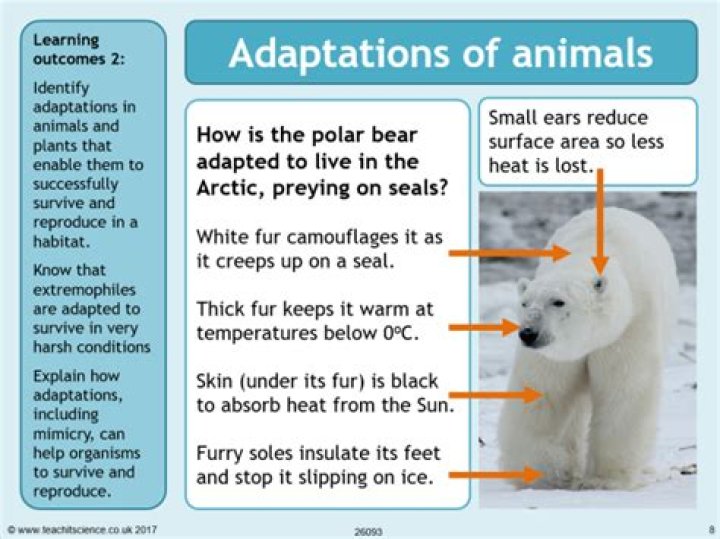 What is the polar bears role in the ecosystem?