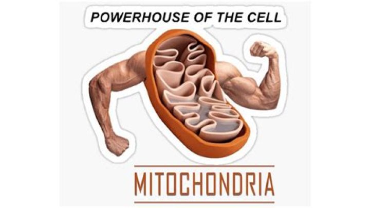 What is the powerhouse of the cell called?