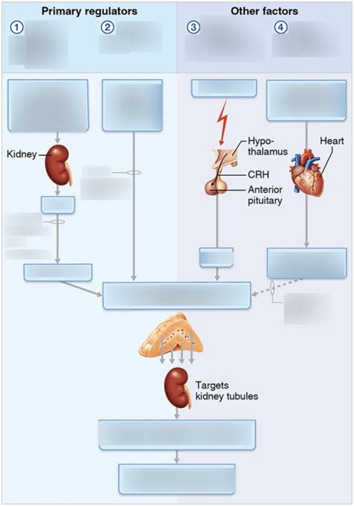 What is the principal determinant for the release of aldosterone from the adrenal cortex?